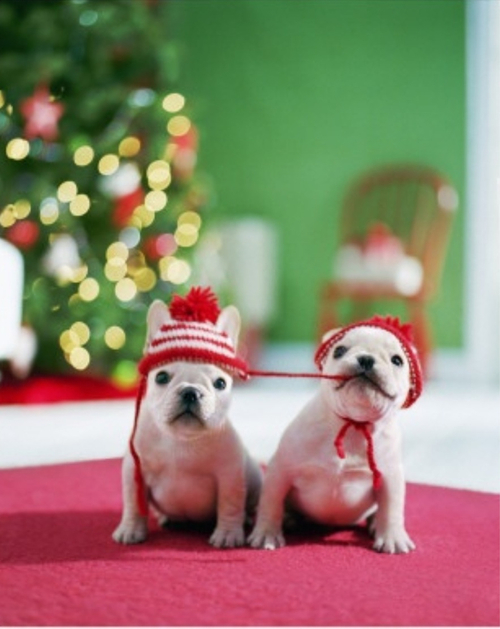 Christmas cute dogs with cap